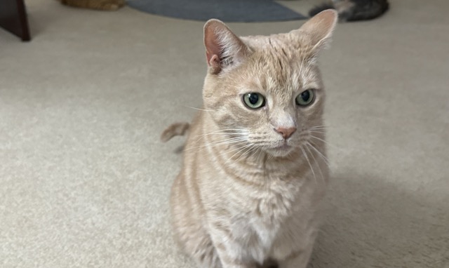 Bage is a talkative and opinionated cat who loves to engage with humans. He’s a strong young male cat who enjoys being active and exploring. He loves feather toys, scratchers and laser pointers. He says he prefers to have his own space to do his activities without other pets bugging him all the time.
